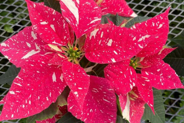 Candy Cane Poinsettias