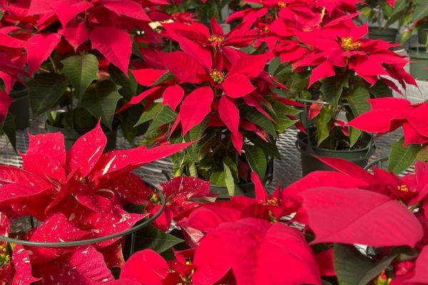 Red Poinsettias