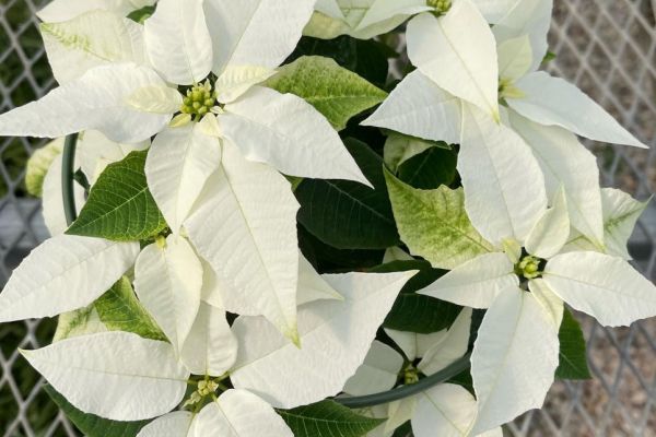 White Poinsettias